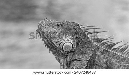 photo of green iguana lizard. iguana lizard reptile. iguana lizard in wildlife. iguana lizard