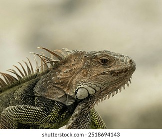 photo of Green Iguana Reptile - Powered by Shutterstock