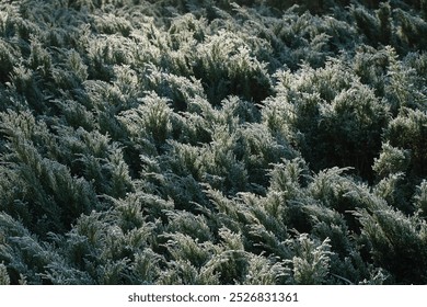 Photo of green juniper bushes after morning frost. Thickets are covered with frost. - Powered by Shutterstock