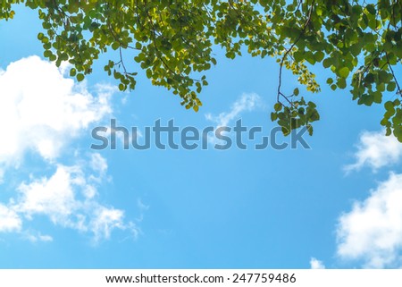Photo of green leaves against clouds