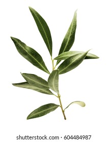 A photo of a green olive branch, isolated on white
