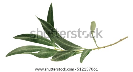 A photo of a green olive branch, isolated on white