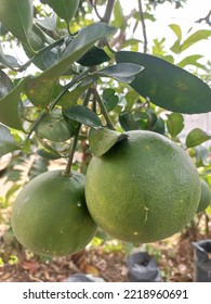 Photo Of Green Sunkist Orange Fruit