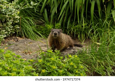 Photo Of A Groundhog In Edward's Garden Located In Toronto.