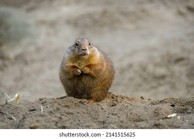 Photo Of A Groundhog On A Sandy Hillock.