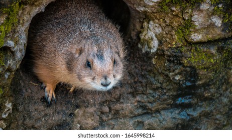 
Photo Of A Groundhog Peeking Out Of A Hole