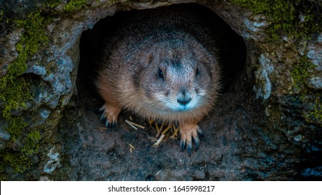 
Photo Of A Groundhog Peeking Out Of A Hole