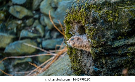 
Photo Of A Groundhog Peeking Out Of A Hole