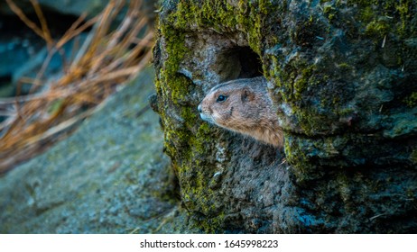 
Photo Of A Groundhog Peeking Out Of A Hole