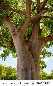 Photo Of A Gumbo Limbo Tree Key Largo FL