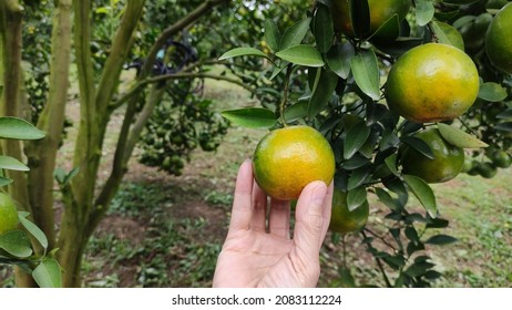 Photo Of Hand Picking Orange