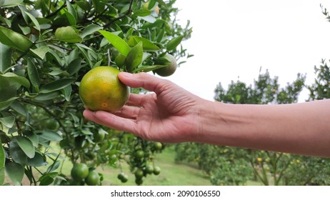 Photo Of Hand Picking Orange
