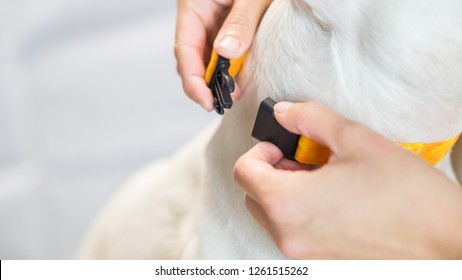 Photo Of Hand Putting Leash On The White Dog, With Empty White Space