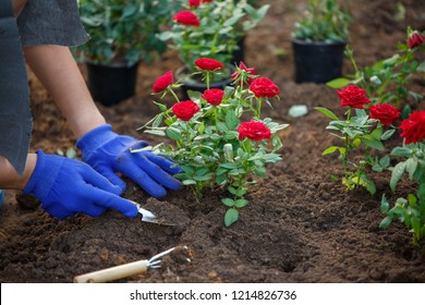 Photo of hands in blue gloves of agronomist planting red roses in garden