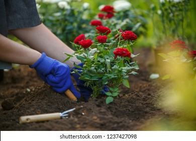 Girl Planting Roses Images Stock Photos Vectors Shutterstock