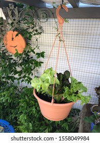 Photo Of Hanging Basket With Different Types Of Lettuce Or Lactuca Sativa Like The Buttercrunch, Tom Thumb And Red Oak In An Urban Home Green Garden.