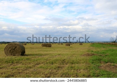 photo, hay in the field, straw rolls, rural landscape, farm, farmers' strike, clear weather, agriculture, valley, plain, green grass, harvest, winter preparation