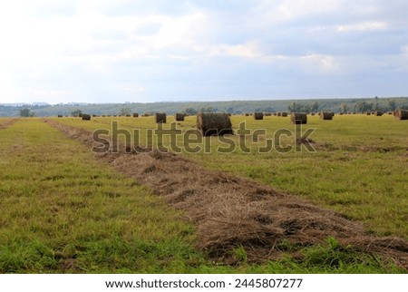 photo, hay in the field, straw rolls, rural landscape, farm, clear weather, agriculture, valley, plain, green grass, harvest, winter preparation