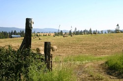 Photo Of Hayfield Near Southwick On Cedar Ridge Road Clearwater County Idaho With A Cow Skull On A Fence Post By The Entrance Road And Round Hay Bales In The Field To Be Harvested