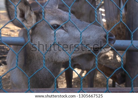 Photo of the head of an animal brown-colored roe deer in a cage side view. A small animal color looking through the bars in the shade close-up. Animal in a public city zoo park.