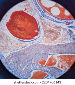 Photo Of Heart Muscle Tissue Under The Microscope