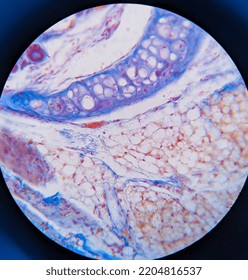 Photo Of Heart Muscle Tissue Under The Microscope