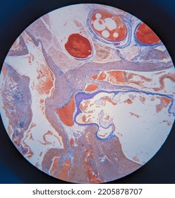 Photo Of Heart Muscle Tissue Under The Microscope