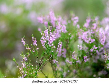 photo with heather flowers in autumn, heather flower details on a fuzzy background - Shutterstock ID 2034798737