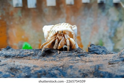 photo hermit crabs tree trunk