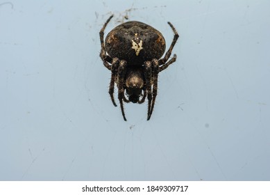 Photo Of A Hidden Spider