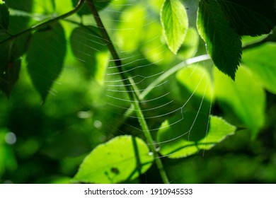 Photo Of A Hidden Spider Web In Nature. 