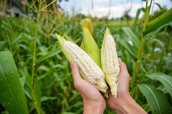  Photo Of Hold And Harvest Fruit, Three White Waxy Corn, Maize, Cornhusk,ear Of Corn And Corn Leaves In Human Two Hands In The Middle Of Green And Yellow Corn Field With Blue Sky And Flare