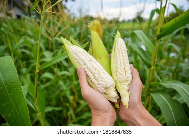  Photo of hold and harvest fruit, three white waxy corn, maize, cornhusk,ear of corn and corn leaves in human two hands in the middle of green and yellow corn field with blue sky and flare - Shutterstock ID 1818847835