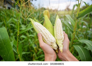  Photo of hold and harvest fruit, three white waxy corn, maize, cornhusk,ear of corn and corn leaves in human two hands in the middle of green and yellow corn field with blue sky and flare - Shutterstock ID 1818848831