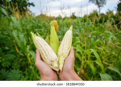  Photo of hold and harvest fruit, three white waxy corn, maize, cornhusk,ear of corn and corn leaves in human two hands in the middle of green and yellow corn field with blue sky - Shutterstock ID 1818849350