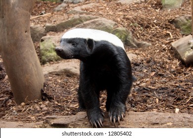 Photo of a Honey Badger (Ratel)