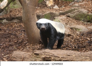 Photo of a Honey Badger (Ratel)