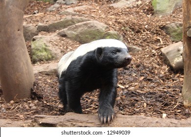 Photo of a Honey Badger (Ratel)