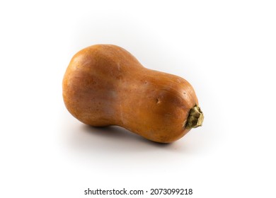 Photo Of A Honey Nut Or Butternut Winter Squash 