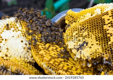 photo of a honey wasp nest ready to be harvested
