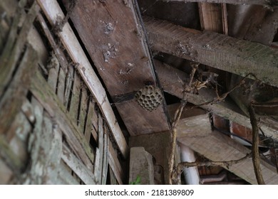 Photo Of Honeycomb Animal (Anthophila) 