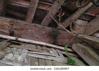 Photo Of Honeycomb Animal (Anthophila) 