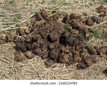 Photo of a horse shit that was in the paddock