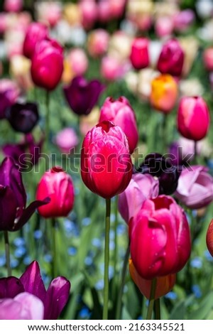 Photo of a hot pink fushcia tulip in vertical orientation among larger colorful garden of tulips.