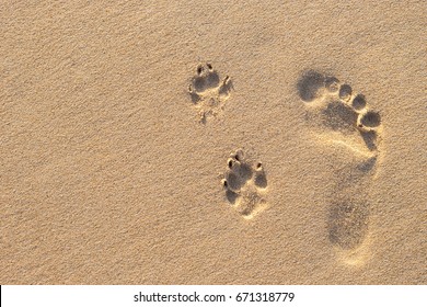 Photo of human footprint beside dog footprint on the tropical beach