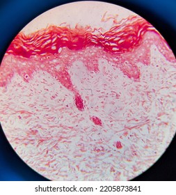 human skin layers microscope