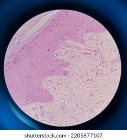 Photo Of Human Skin Tissue Under The Microscope