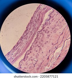 Photo Of Human Skin Tissue Under The Microscope