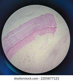 Photo Of Human Skin Tissue Under The Microscope