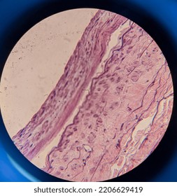 Photo Of Human Skin Tissue Under The Microscope